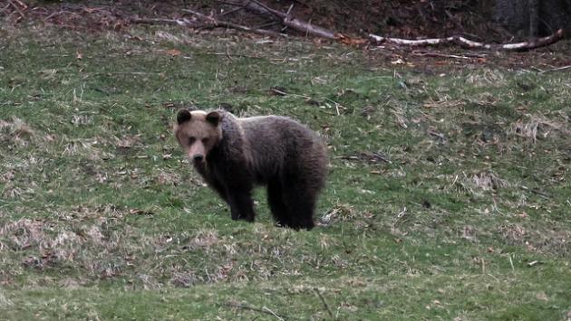 Orso si aggira nel Pordenonese e danneggia arnie