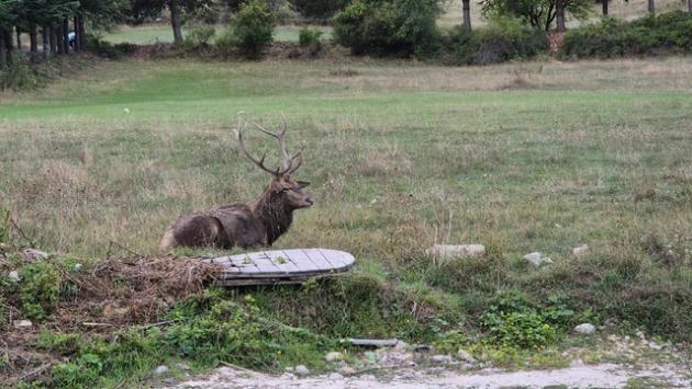 Centinaia a Villalago per il bramito dei cervi