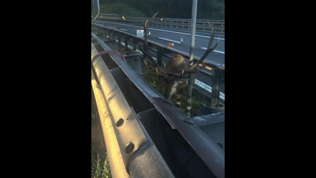 Cervo intrappolato sulla A1 nel Bolognese, salvato da Polstrada