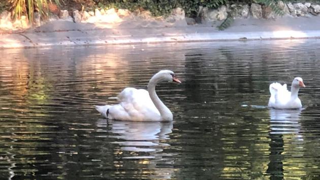 «Il cigno Pippo sta male, lasciatelo tranquillo»