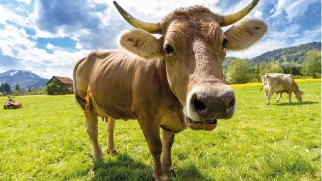 Agricoltura e allevamento: l’Italia è sempre più biologica