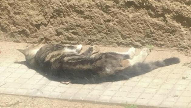Gattino  ucciso a bastonate in aula davanti ai bimbi di una scuola elementare