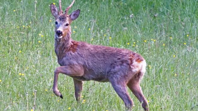 Pavullo, investono un capriolo e lo macellano in strada: denunciati