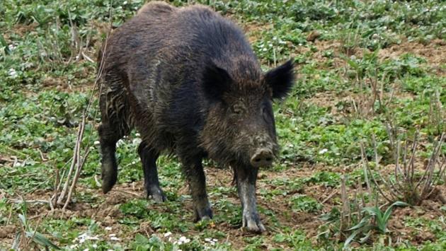 Cinghiale ucciso con arco e frecce, indagine bracconaggio
