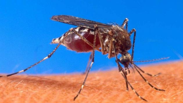 Salgono a 80 i casi Chikungunya nel Modenese, anche 11enne