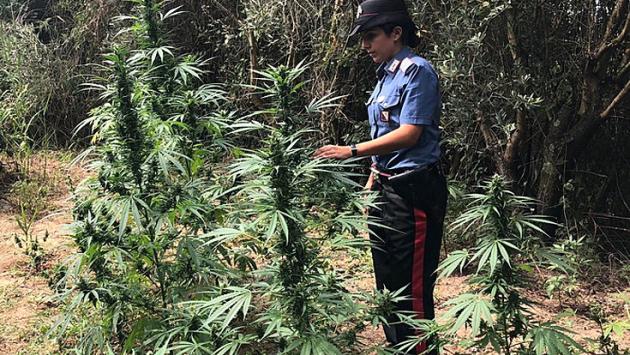 Marijuana dalla Spagna all'Italia in decine di trolley, arresti