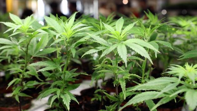 Cannabis, un commerciante di Sanremo propone la class action 