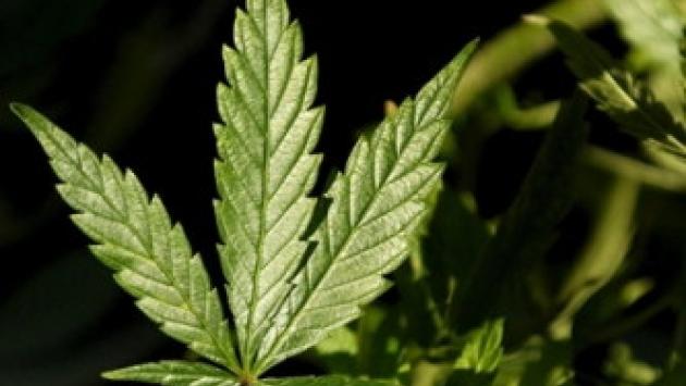 Bambina ingerisce marijuana: è in coma farmacologico a Cosenza 