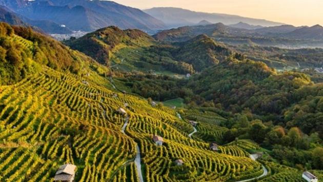 Caldo, i vigneti resistono ma è incognita per la vendemmia