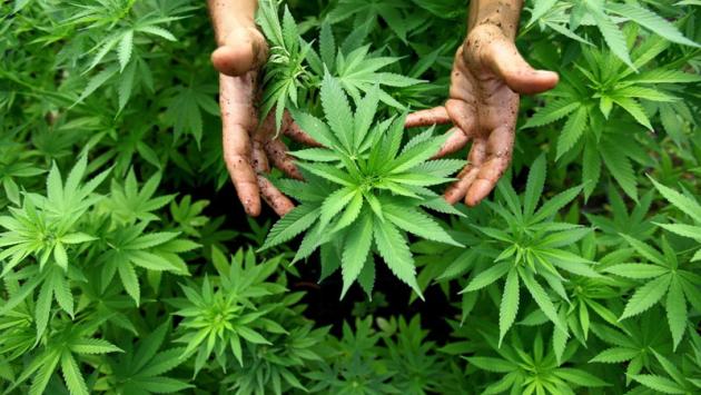 La cannabis si fumava in Cina gia' 2500 anni fa