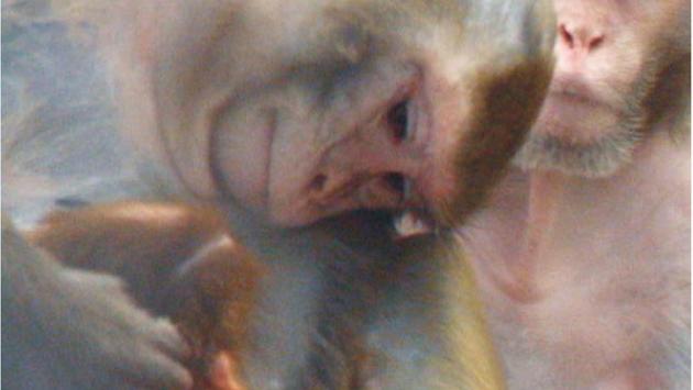 Macachi, le polemiche sulla sperimentazione rimbalzano in città