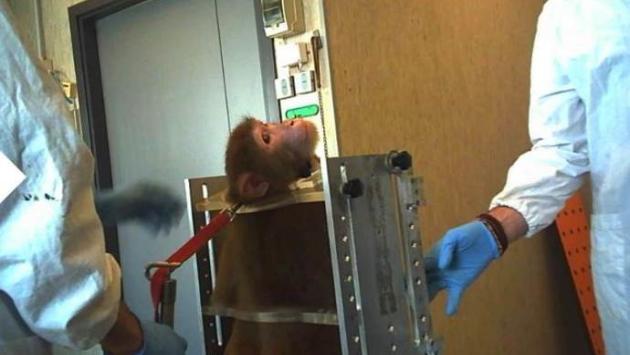 Sperimentazione animale? Risultati solo da quella «human based»   