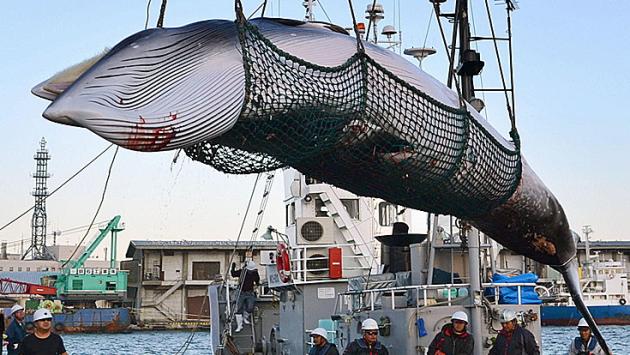 Giappone: al via la caccia alle balene dopo oltre 30 anni