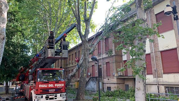 Rimossa una pianta caduta  all'ospedale