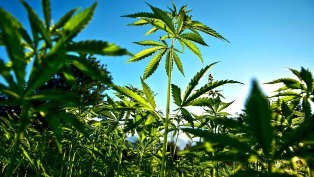 Piacenza, piante di marijuana da oltre un metro, agricoltore arrestato