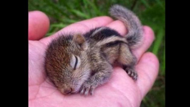 Animali e piante esotiche, nuove norme per tenerli in casa