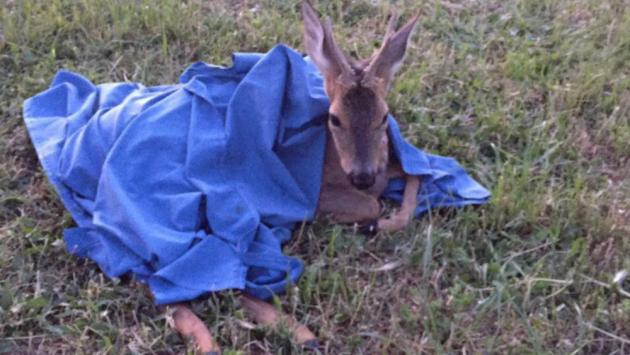 Chi chiami per salvare un animale selvatico?