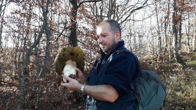 Porcino da 1,6 kg