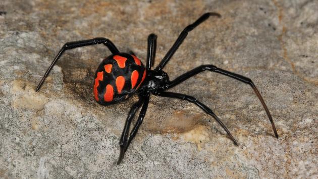 Grave  un 50enne punto da una malmignatta, antidoto lo salva