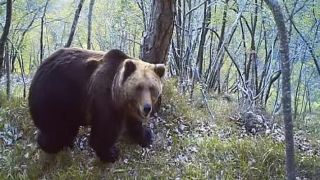 Orsa, con il cucciolo, insegue un escursionista. "Un falso attacco", ma pura vera