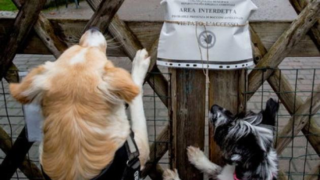 Esche avvelenate: nuovo allarme