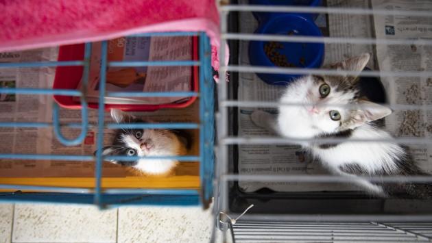 Roberti: "In 3 anni morti  391 gatti e 23 cani che si trovavano nel gattile e nel canile.  Perché non è stata fatta un'inchiesta?"