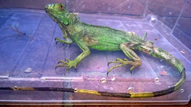 Trovata iguana in piscina della Maremma, catturata dai vigili del fuoco