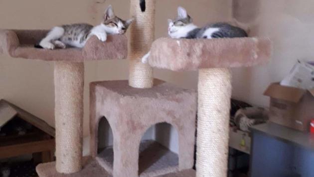 Gattini in adozione