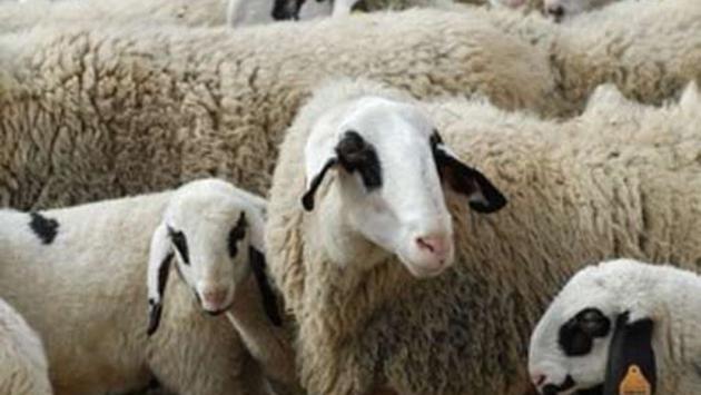 Sgozzano pecora in un parcheggio, tre denunciati