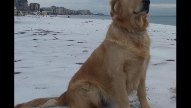 Ai cani dei vigili del fuoco del ponte di Genova il premio Fedeltà