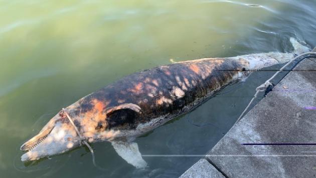 Altro delfino morto in Toscana, è il quarantunesimo