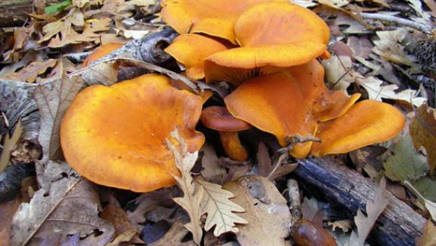Lecco, 12 intossicati: avevano mangiato dei funghi