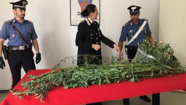 Casaltone, trovate venti piante di marijuana alte due metri