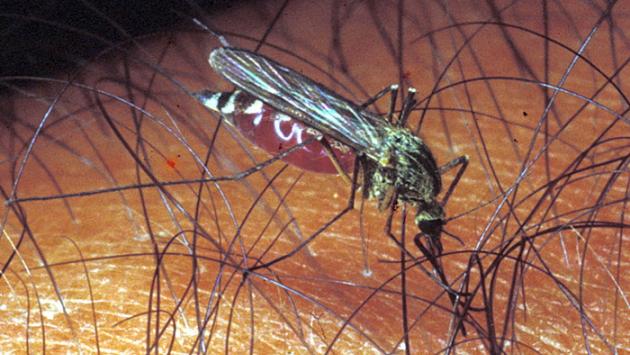 Mosquito day: dagli esperti le 10 regole anti-zanzara