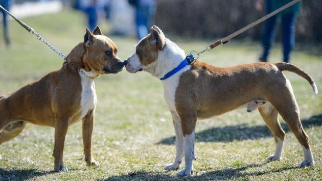 Anziana aggredita da cane di famiglia, gravissima