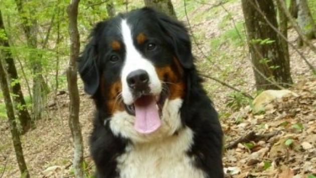  Giornata del cane, 5 benefici dall'averne uno in casa