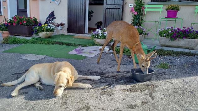 Bambi torna dopo tre anni dove fu salvato
