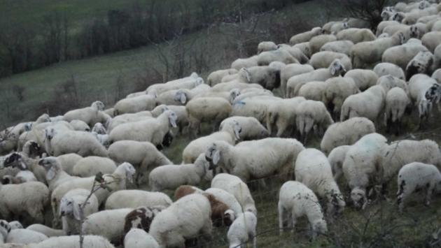 Greggi “importate” nel Parco nazionale dell’Appennino: “Una grave forzatura”. Scattate le prime denunce