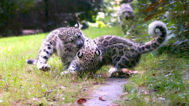 Cuccioli di leopardo delle nevi nati nel Novarese