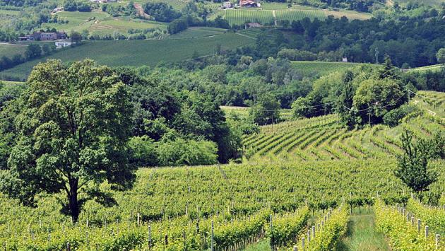 Valdobbiadene La battaglia del Prosecco, è scontro sul nome in etichetta 