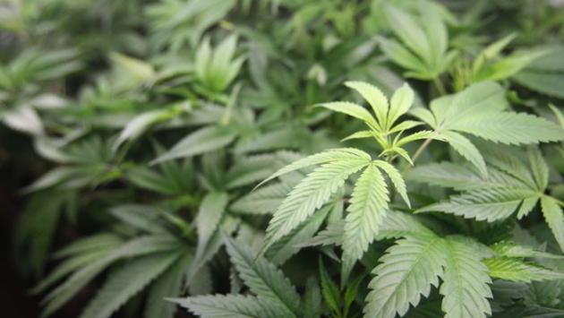 Scoperto un gIro di droga nelle aule dell'università