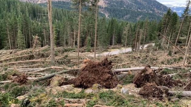 Alberi devastati in Veneto diventano carburante bio in E-R