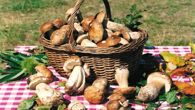 Tanti funghi in Appennino e Leonardo a Torrechiara: l'agenda della domenica
