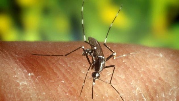 Un caso di Dengue a Salsomaggiore: attivate le misure di prevenzione 