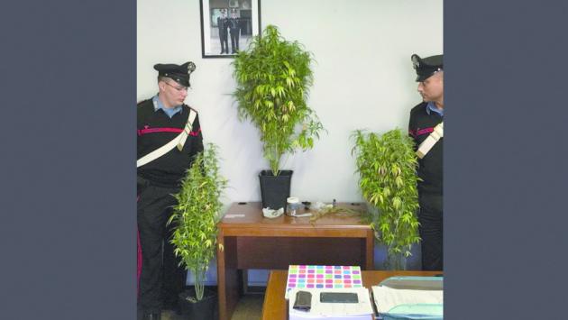 Coltivava marijuana nel giardino di casa, denunciato