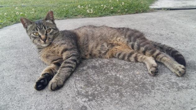 «I nostri gatti? Al sicuro solo in casa»