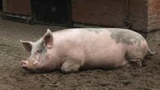 Scrofa uccide un uomo e ferisce gravemente un bimbo a Roma