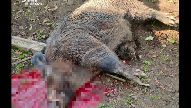 Attaccato da un  cinghiale, grave un anziano a Bologna