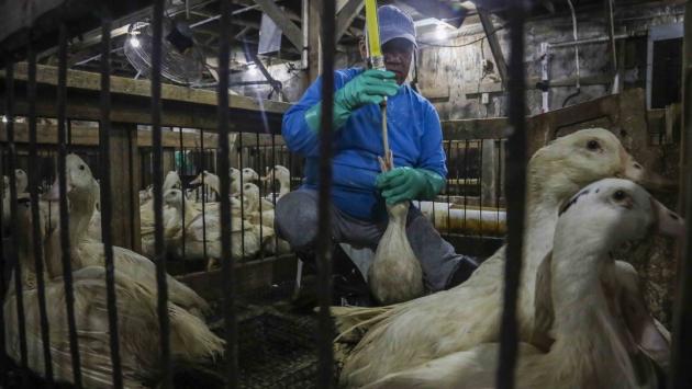 New York mette fuori legge il foie gras
