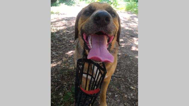 Faccia da.... cane